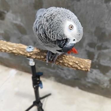 训鸟站架中大型鸟鹦鹉花椒木站杆灰机站架子便携伸缩轻便外出互动鸦友社区-MrRaven-渡鸦先生鸦友社区