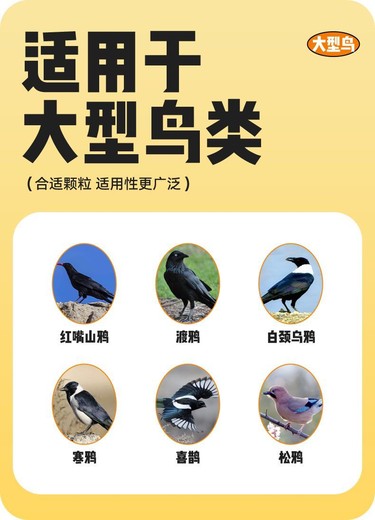 图片[3]鸦友社区-MrRaven-渡鸦先生渡鸦先生鸦科粮鸦友社区-MrRaven-渡鸦先生鸦友社区