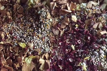 图片[4]鸦友社区-MrRaven-渡鸦先生渡鸦先生鸦科粮鸦友社区-MrRaven-渡鸦先生鸦友社区