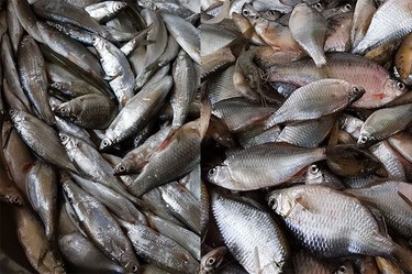 图片[5]鸦友社区-MrRaven-渡鸦先生渡鸦先生鸦科粮鸦友社区-MrRaven-渡鸦先生鸦友社区