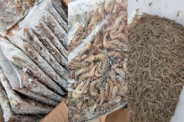 图片[8]鸦友社区-MrRaven-渡鸦先生渡鸦先生鸦科粮鸦友社区-MrRaven-渡鸦先生鸦友社区