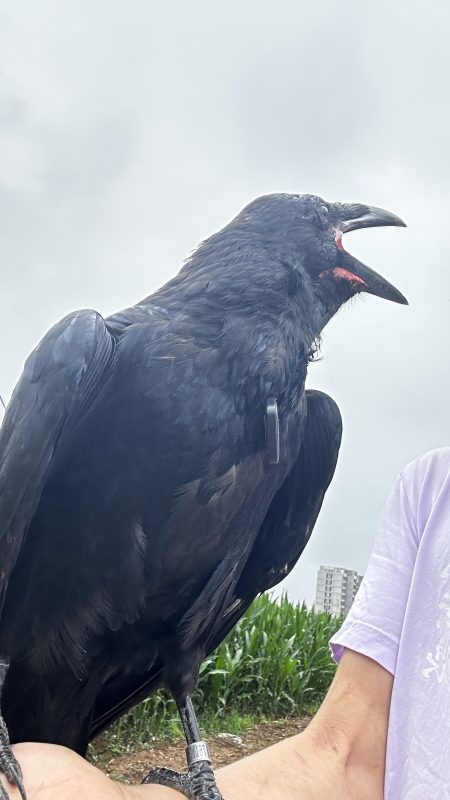 图片[3]鸦友社区-MrRaven-渡鸦先生渡鸦照分享鸦友社区-MrRaven-渡鸦先生渡鸦论坛鸦友社区-MrRaven-渡鸦先生鸦科专区鸦友社区-MrRaven-渡鸦先生鸦友社区