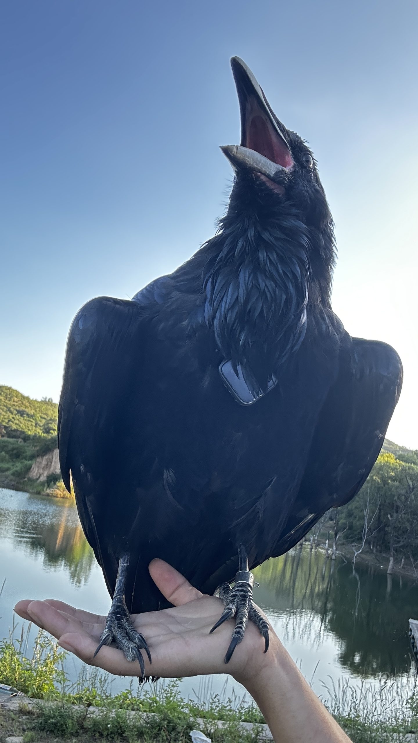 渡鸦美照分享鸦友社区-MrRaven-渡鸦先生鸦友社区