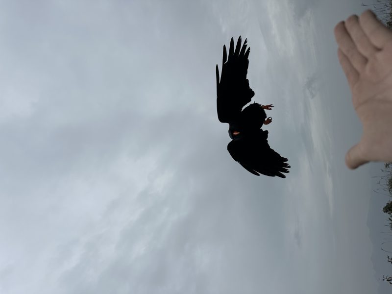 我是第一个哈哈鸦友社区-MrRaven-渡鸦先生鸦友社区